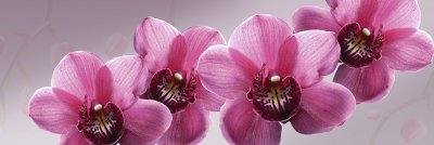 фотообои Орхидеи на сером фоне