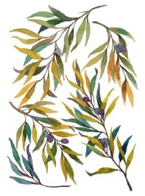 постеры Ветви оливок