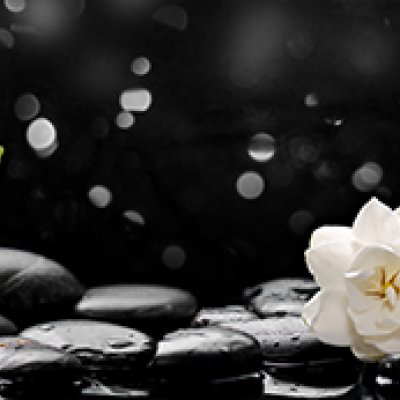 фотообои Белые цветы на камнях