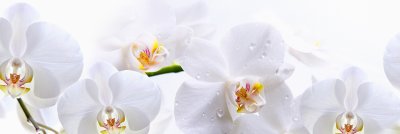 фотообои Снежные орхидеи