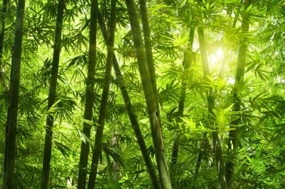 фотообои Зеленый Бамбуковый лес 