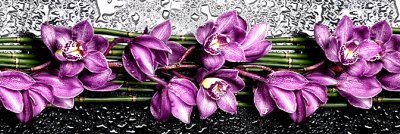 фотообои Ветвь пурпурной орхидеи