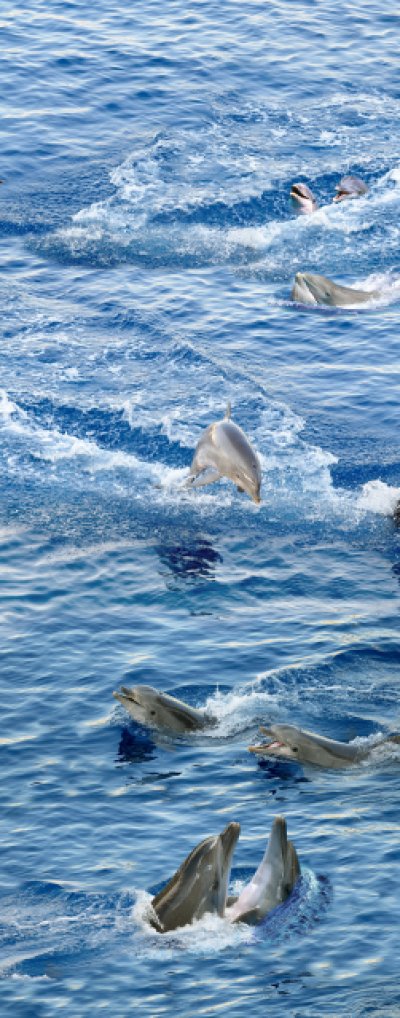фотообои Стая дельфинов