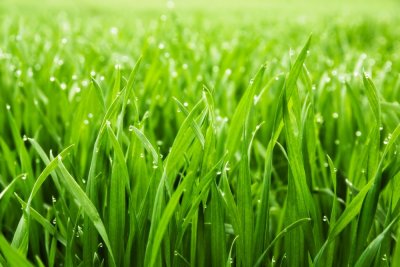 фотообои Зеленая трава
