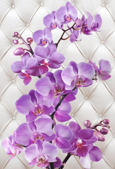 фотообои Орхидеи на белой коже 3Д