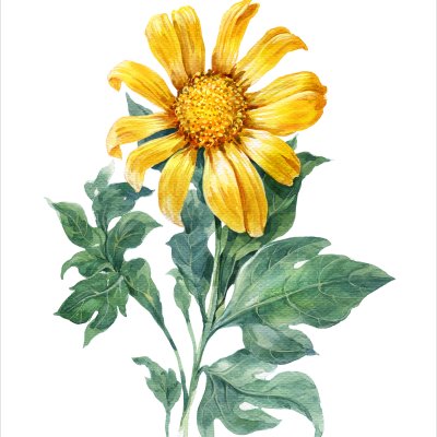 постеры Желтый цветок